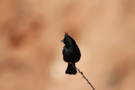 A male Phainopepla at Valley of Fire State Park, Nevada