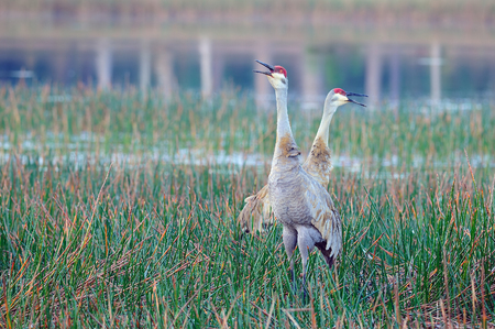 Two Sandhill Cranes call at Riverbend Park in Jupiter, Floridaの写真素材