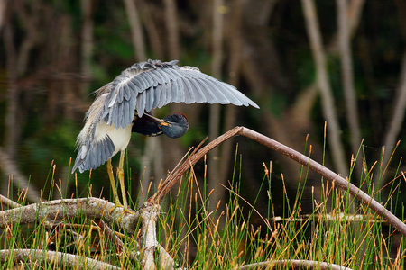 A Tricolored Heron preens at Matheson Hammock Park in Miami, Floridaの写真素材