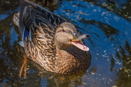 Female mallard duck swimming in a pond. Shallow depth of field.の写真素材