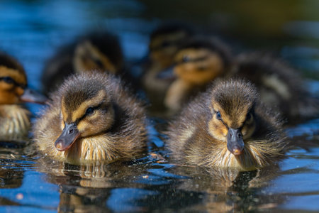 Ducklings swimming in the water, close up of a photoの写真素材