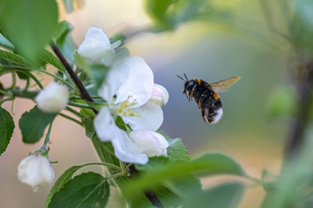 Bumblebee on a white flower of an apple tree in springの写真素材