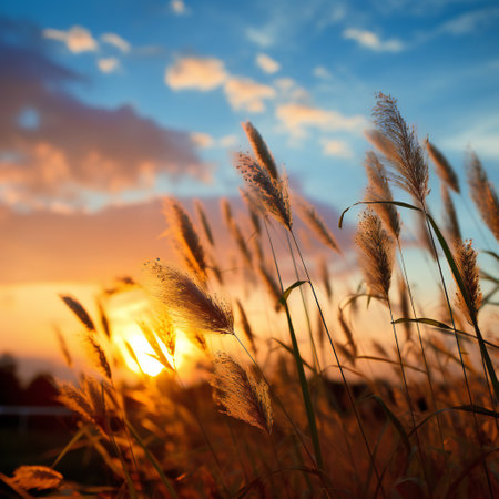 Sunset in the meadow with golden grass. Beautiful nature backgroundの素材