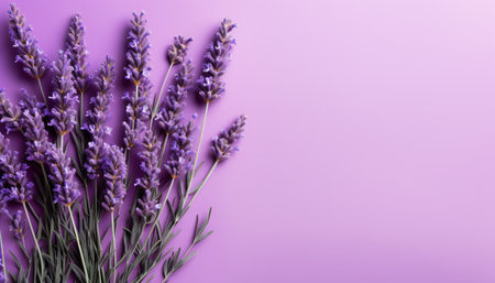 Beautiful lavender flowers on color background, top view. Space for textの素材