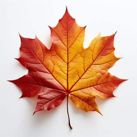 Autumn maple leaf isolated on white background. Flat lay, top viewの素材