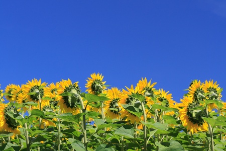 Sunflowers against deep blue skyの写真素材