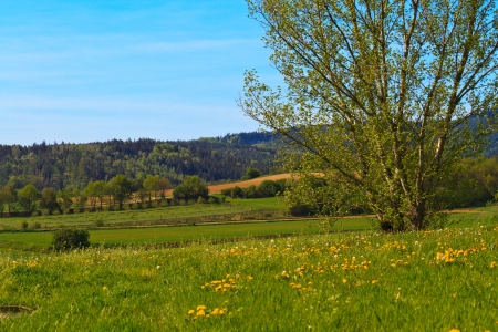 Beautiful tree standing in yellow flowers meadowの写真素材