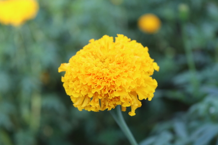 blooming golden marigoldの写真素材