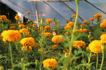 Butterfly and golden marigoldの写真素材