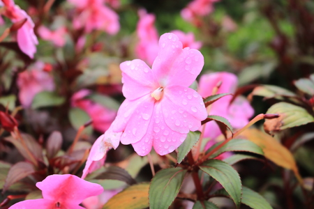Pink Flower and water dropの写真素材