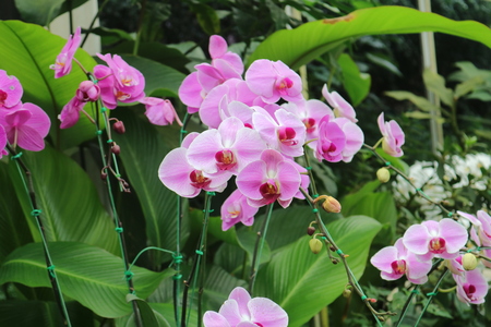 White Pink Orchid Flowerの写真素材