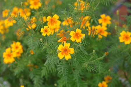 Blooming Tagetes tenuifolia or Golden marigold or signet marigoldの写真素材