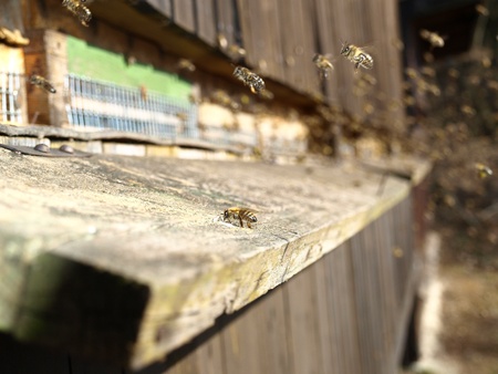 close-up of beehive entrance