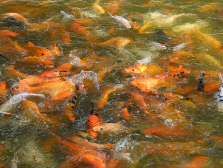 Carf Fish and the lucky fishの写真素材