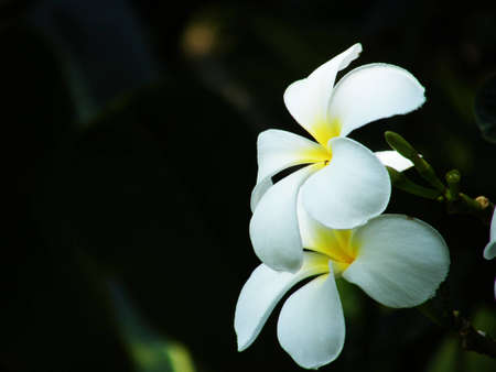 dok lun tomの写真素材