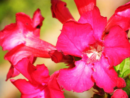 Dok chuan chomの写真素材