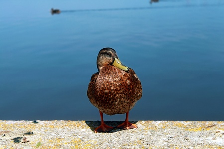 Cute wild duck standing near a lake の写真素材