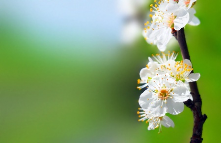 Spring blossoms background の写真素材