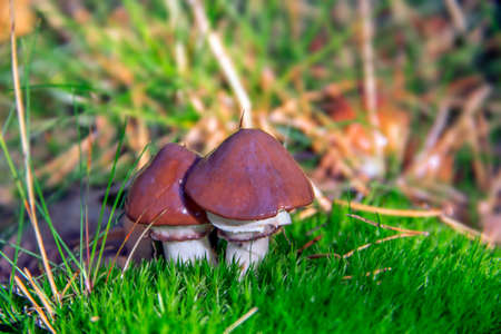 Suillus luteus (slippery jack or sticky bun) mushrooms