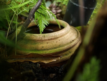 Jar nature in the garden green leaf plantの写真素材