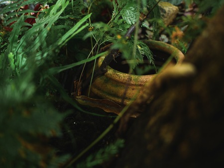 Jar nature in the garden green leaf plantの写真素材