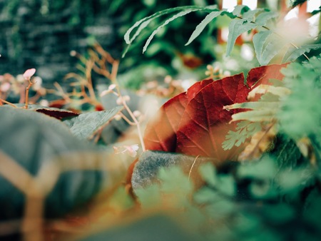 Red leaf nature plant in the gardenの写真素材