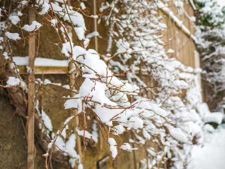 The snow on a branch in the winter. Snow cap. Nature on the wall.の写真素材