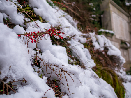 green moss on tree and rock plant land, detailed freshness concept background image. winter season...