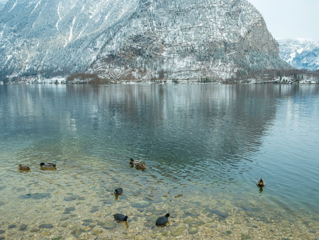 Landscape lake Swan, duck bird Hallstatt in Austria winter season snow Mountain. Wildlife, nature, environment conceptの写真素材