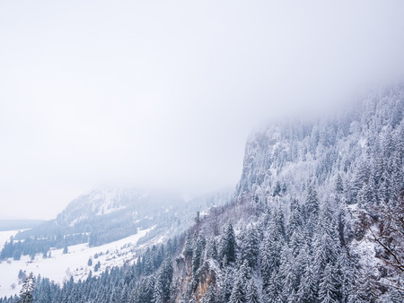 winter landscape mist trees pine with empty space for text.