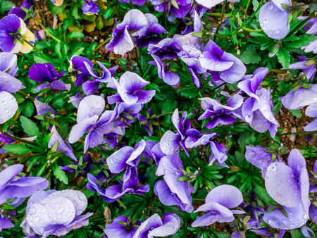 Flowers pansy top down beautiful field of green grass as background in the nature purple color, panorama.の写真素材