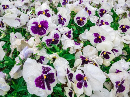 Flowers pansy top down beautiful field of green grass as background in the nature white and purple color, panorama.の写真素材