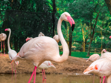 Pink big birds Greater Flamingos in the water cleaning feathers.