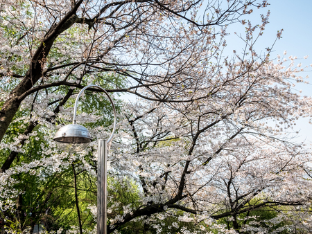 Cherry blossom at Namsan park, Seoul, South Korea.Blue sky background in summer season.の写真素材