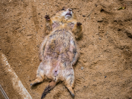 Prairie Dog sleeping on the ground in the outdoor nature.Animal lifeの写真素材