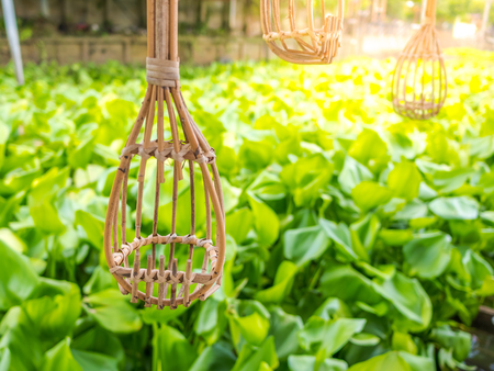 Long handled fruit picker traditional thai stuff near the river and water hyacinth sunset.の写真素材