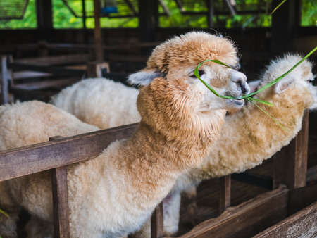 Alpaca lama close up portrait white and brown of cute friendly feeding in farm chewing glass.