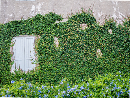 Climber green plant with old wall and window background.Old brick wall with green tree.の写真素材