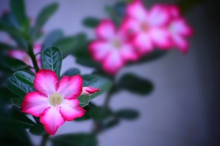 Ornamental plants in Thailand has grown bright colors for the home.の写真素材