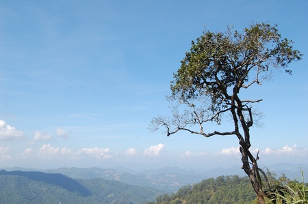 Tree on the hills stand out, unlike any trees.の写真素材