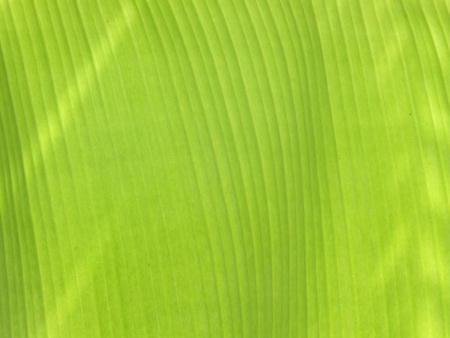 banana leaf background の写真素材