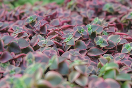 Cactusの写真素材