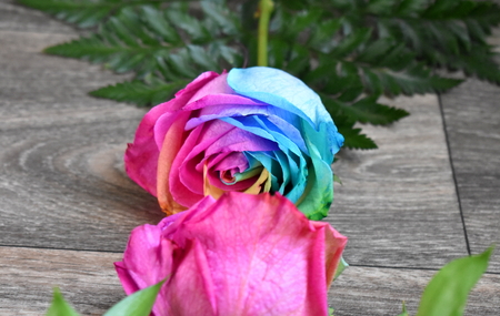 Two multi colored roses on a wood backgroundの写真素材