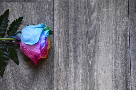 Multi colored rose on wood backgroundの写真素材