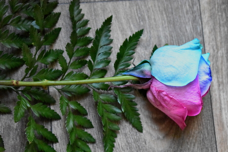 Multi colored rose on wood backgroundの写真素材