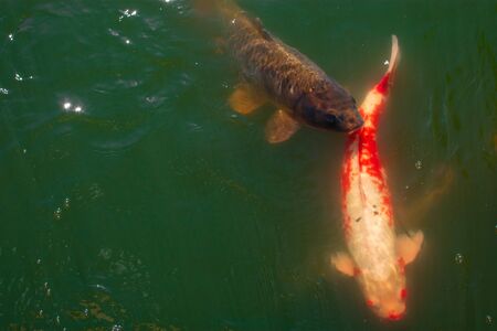 two swimming koi fishの写真素材