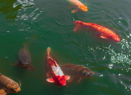 Hungry koi fish feeding frenzyの写真素材