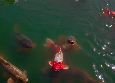 Hungry koi fish being fedの写真素材
