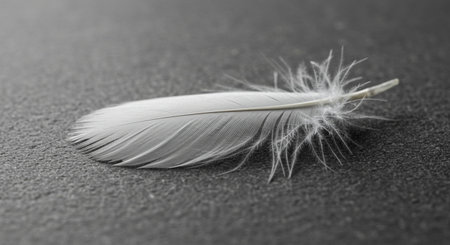 feather of a bird on a black background close-up macroの素材