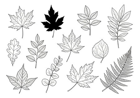 Set of autumn leaves. Black and white vector illustration isolated on white background.の素材